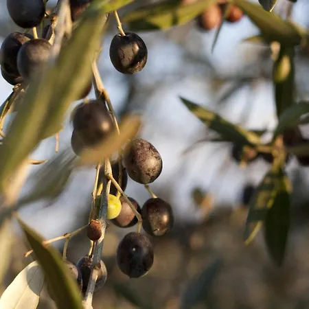 Podere Vigliano מלון דירות *